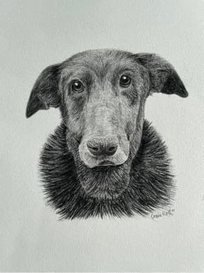 Black lab dog drawing